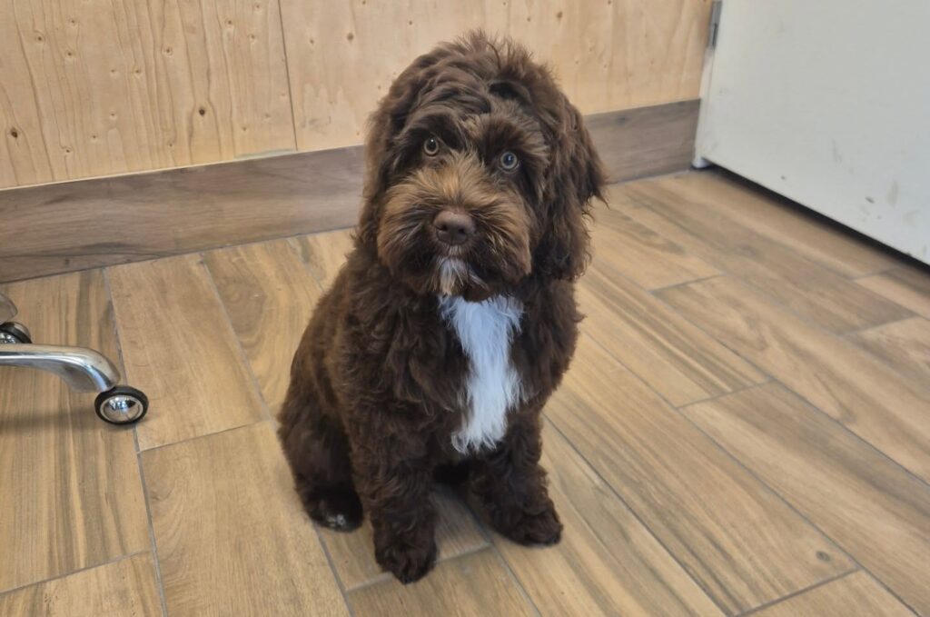 Neem contact op getrimmedehond