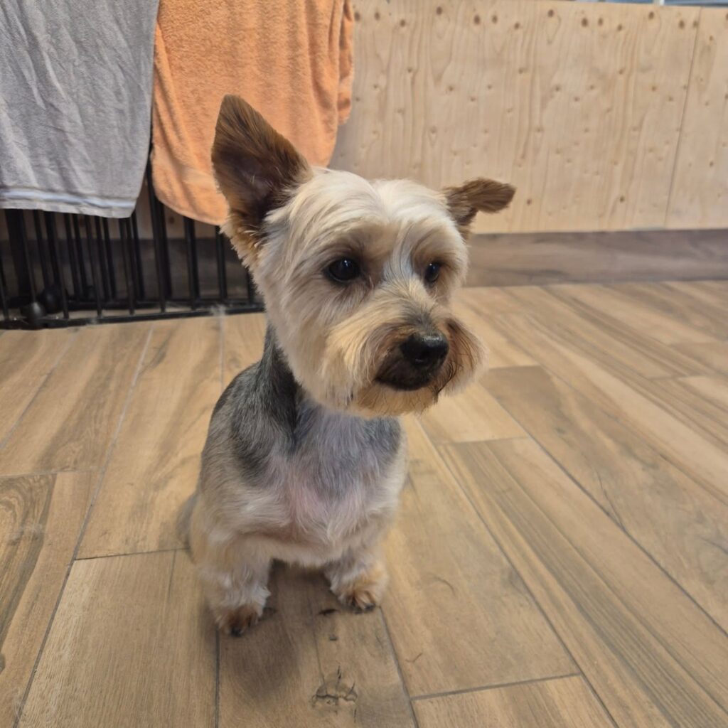 hondje